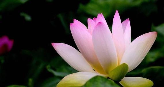 莲花繁殖方法与注意事项（全面了解莲花繁殖的关键）