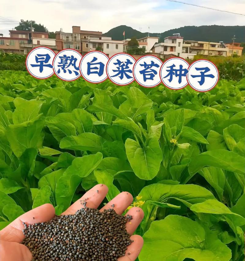 红菜苔种子怎么种植？（手把手教你步骤详解，成功种植红菜苔！）
