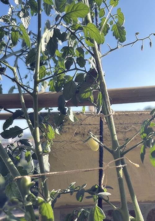 番茄果实还是蔬菜？——关于番茄的争议