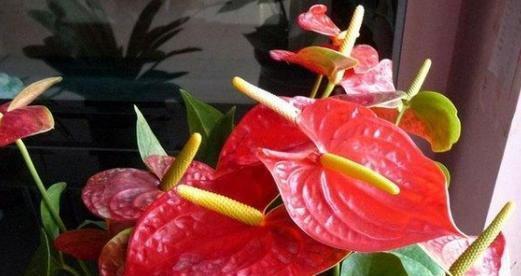 冬瓜种植中的光照问题（探究冬瓜生长所需光照量）