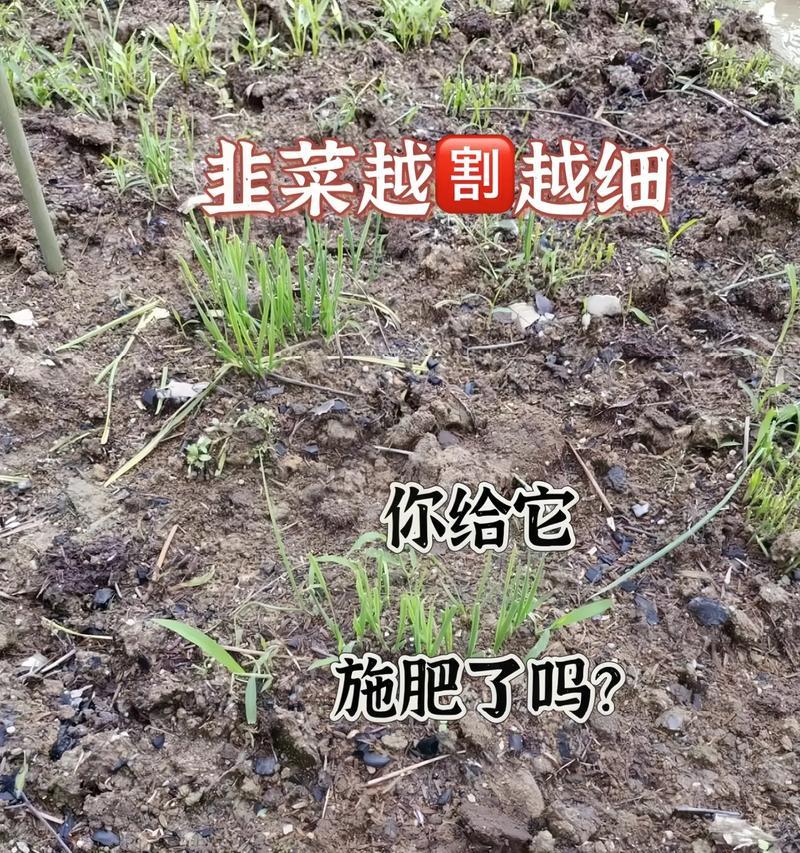 韭菜肥料全攻略（科学施肥，助你打造高产优质的韭菜田）