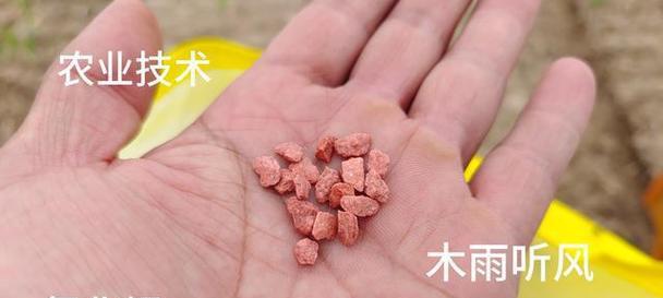 白菜施肥全攻略（掌握白菜生长周期，科学施肥助你丰收）