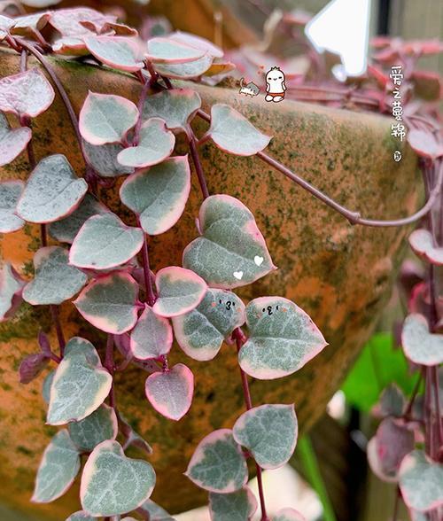 怎样浇水能让爱之蔓锦更健康茂盛？（浇水时机、方式、量、温度等要注意的关键）