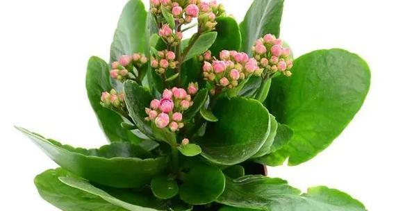 长寿花开花季节与花期时间介绍（一年四季的开花时节，你了解吗？）