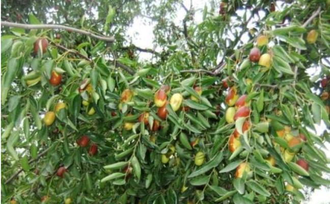 北院园林植物种植推荐（打造北方特色园林景观，让您心旷神怡）