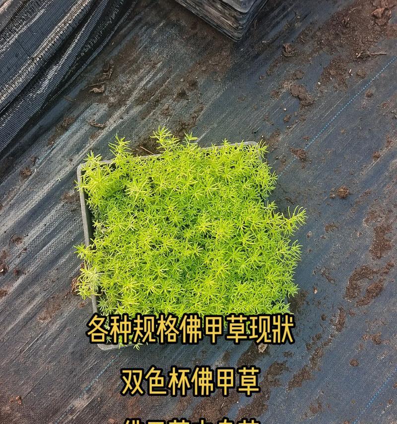 佛甲草的种植技巧（掌握正确的配土方法，让佛甲草轻松茁壮成长）