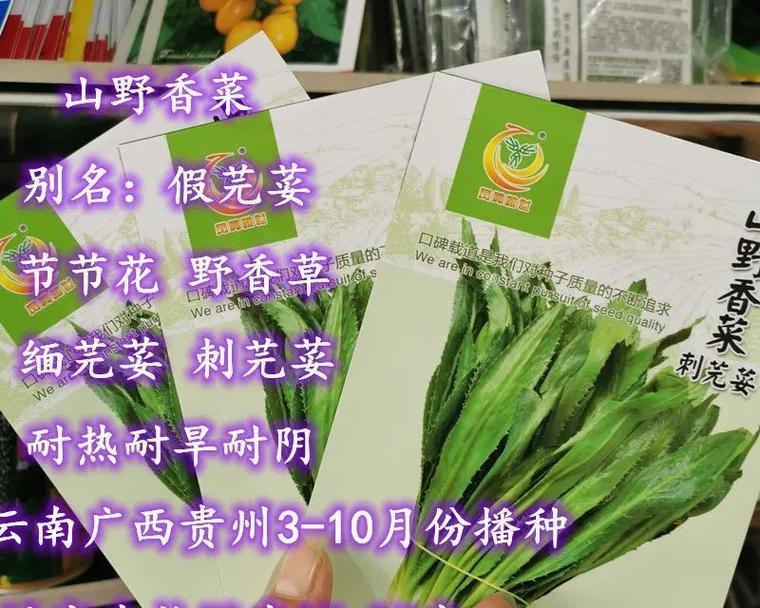 如何留种芹菜？（从收割到储存，一步步教你）