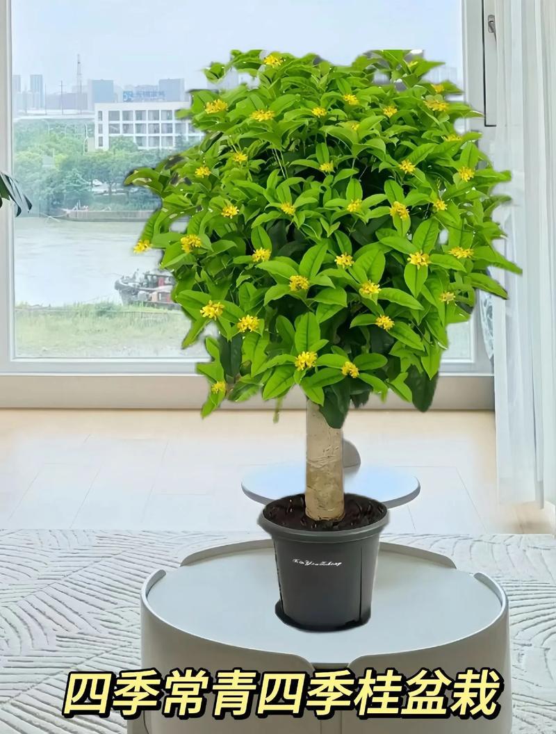 怎么养护冬季盆栽桂花？（详细介绍桂花的生长环境和冬季养护技巧）