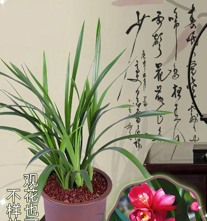 兰花是客厅的好选择（探讨兰花放置在客厅的最佳位置以及注意事项）