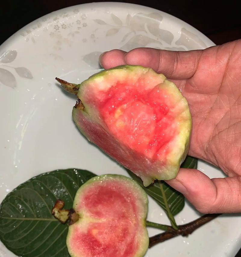 番石榴成熟季节详解（了解番石榴的生长周期和品质关键因素，掌握采摘时间）
