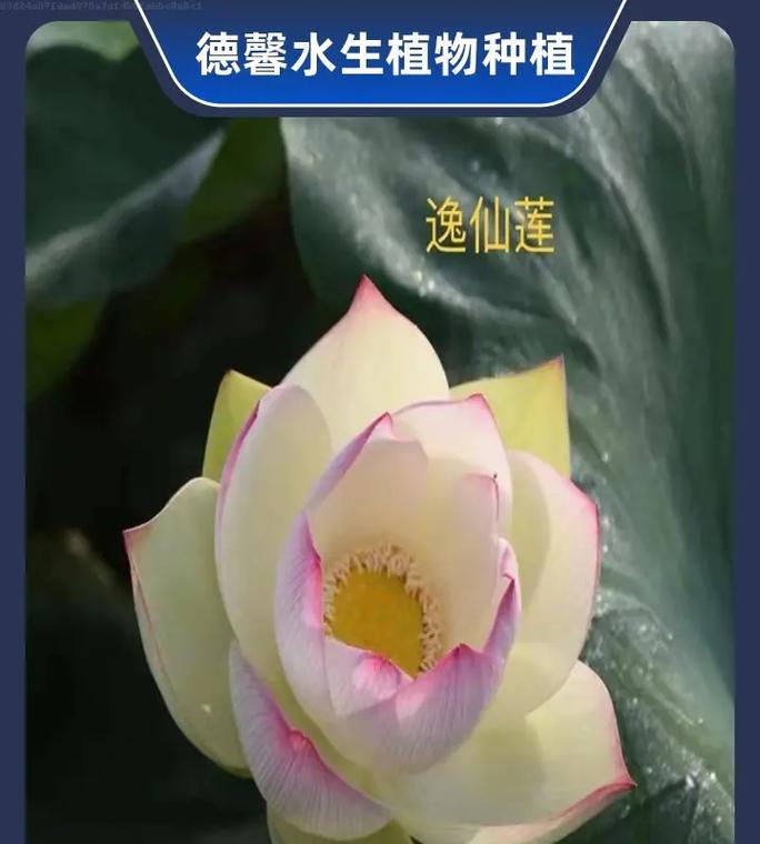 荷花——一种优美的水生植物