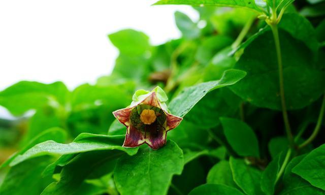 红薯开花（红薯开花的过程和特点）
