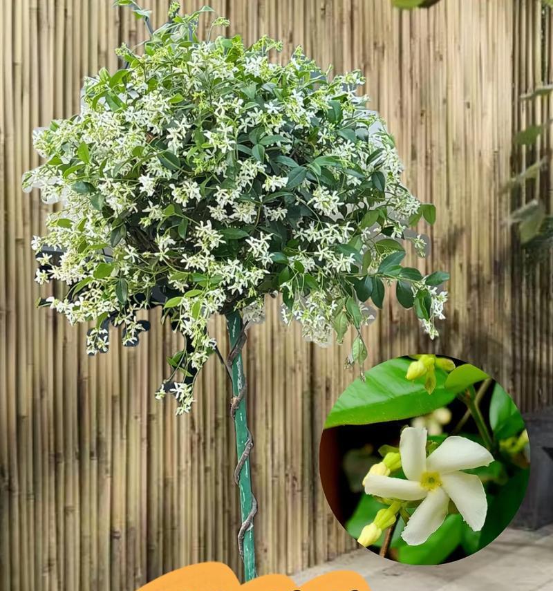 如何解决风车茉莉掉叶子问题？（教你养护风车茉莉，防止叶子掉落）