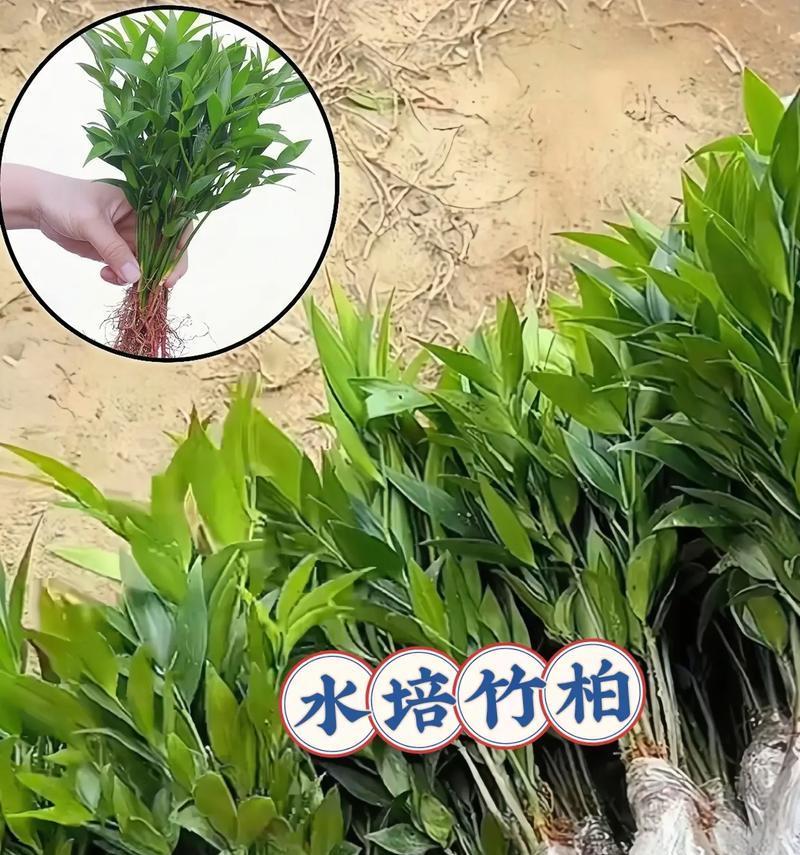 吉祥如意植物的养殖与注意事项（让吉祥如意带来好运气，注意毒性问题）