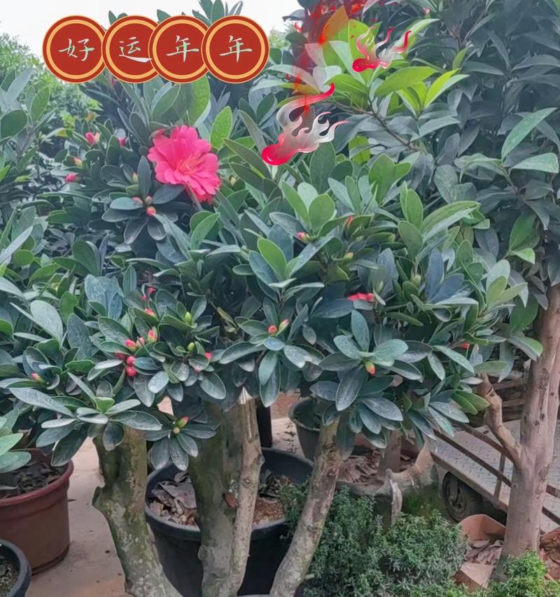 茶花的象征意义和含义（探究茶花在文化、艺术和宗教领域中的重要地位）