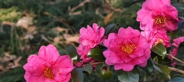 茶梅修剪最佳时间（春季修剪是关键，掌握关键时间）