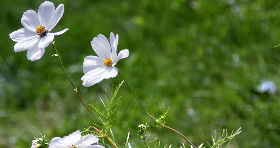 探秘什么时候是雏菊的花期（春日里的绝美之花）