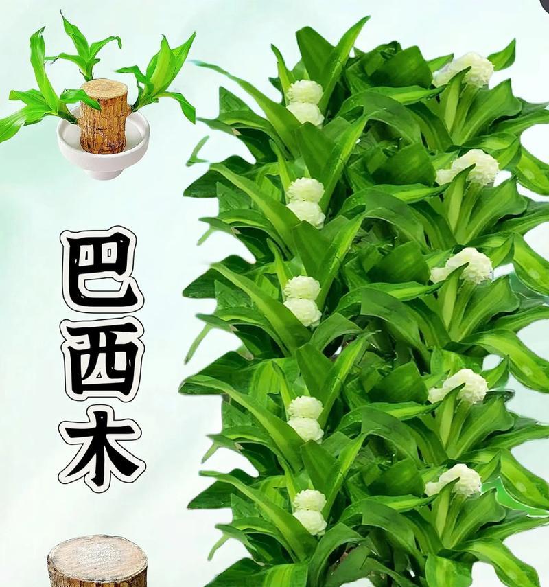 巧学巴西木的正确浇水方法（打造茂盛生长的绿色空间，让巴西木健康成长）