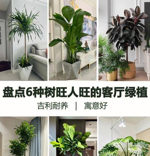 如何科学养护大绿宝（大绿宝养护技巧分享，轻松培育长长长）