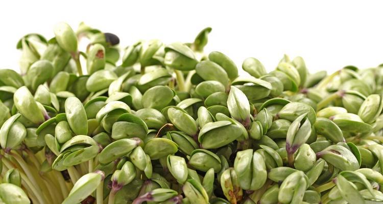 豆芽可以冷冻保存吗？（了解如何正确保存豆芽的方法）