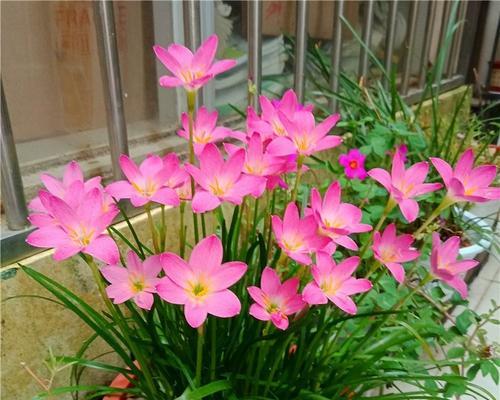韭兰花开几次？（了解韭兰的花期周期和护理）