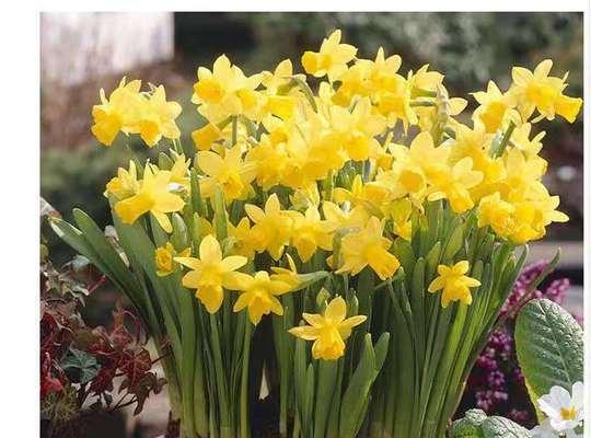 水仙花养护指南（掌握这些技巧，让水仙花健康茁壮）