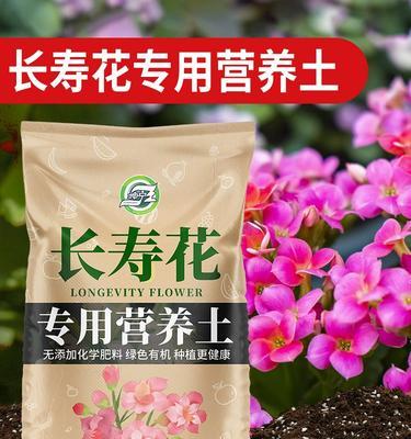 如何种植适合长寿花的土壤（打造长寿花生长环境的必备方法）