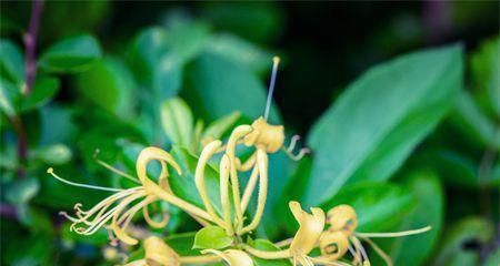 金银花种植攻略（院子里也能种，丰收美丽不用愁）