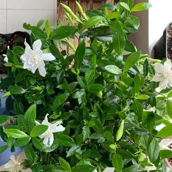 为什么家里不能养栀子花？（家庭养花的禁忌，千万别忽略！）