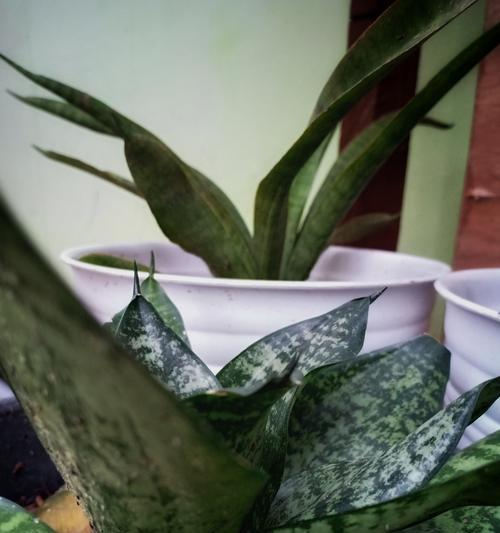 虎皮兰开花后的处理方法（如何让虎皮兰更健康地成长）