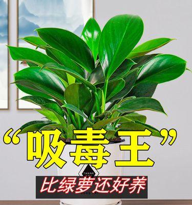绿萝适宜生长的环境条件（打造最佳的绿萝生长环境）