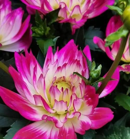 菊花香味有毒吗？——揭开谜团（了解菊花香味的成分及其安全性）