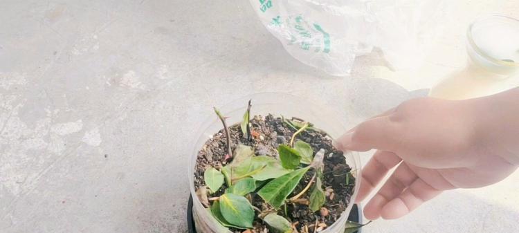 探讨非洲茉莉扦插的方法与技巧（从挑选茉莉枝条到插土培养，助你成功扦插非洲茉莉）