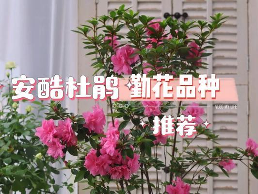安酷杜鹃养殖秘籍（从栽培到养护，轻松拥有美丽花园）