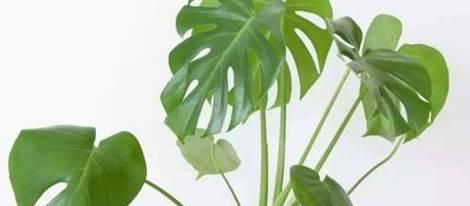 芦荟的浇水技巧（掌握浇水频率，打造健康芦荟）