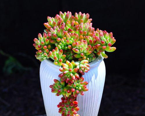 探秘虹之玉——一种神奇的植物（了解虹之玉的特点、生长环境和应用价值）
