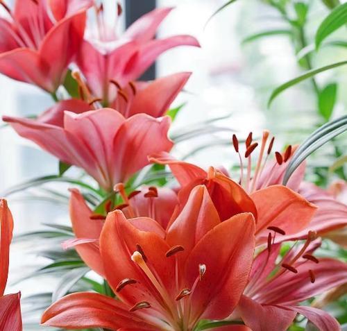 如何在春天种植美丽的百合花（百合花的生长环境和种植技巧）