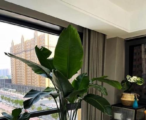 如何正确浇水飞羽竹芋？（飞羽竹芋的生长需要适宜的浇水量）