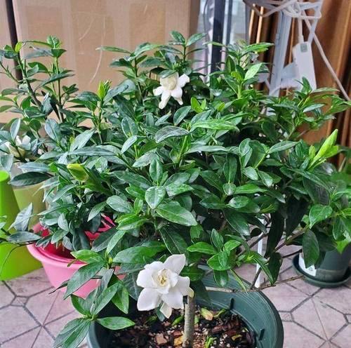 大栀子花的花期和繁殖（探究大栀子花一年开几次花的奥秘）