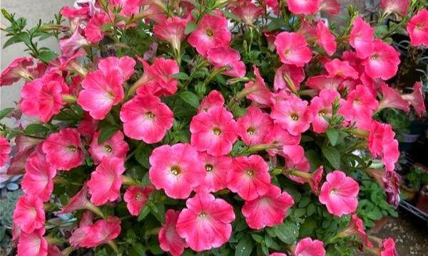 四季开花，花香缤纷（花卉品种介绍和养护技巧）