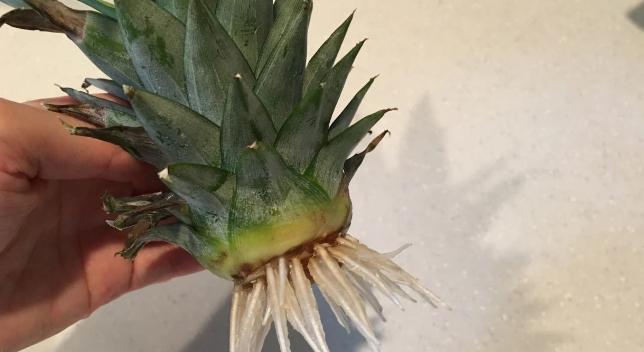 揭秘菠萝种子的真面目（菠萝种子长啥样？种子形状是什么？）