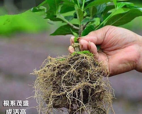 大叶栀子花期详解（了解大叶栀子的开花时间和注意事项）