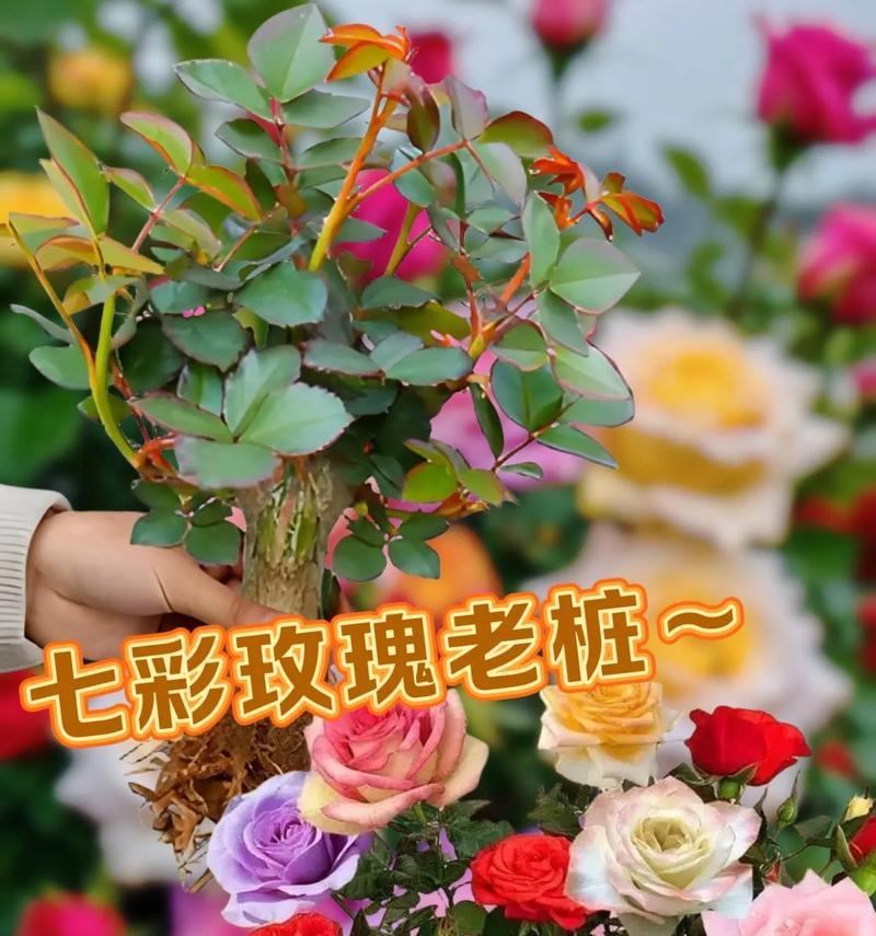 在家种玫瑰花的技巧与经验（打造私人花园，享受自然美好）