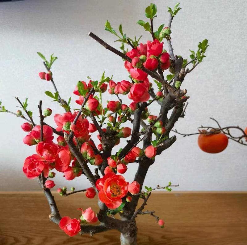 海棠花在室内养护的毒性问题（了解毒性，安心养护）