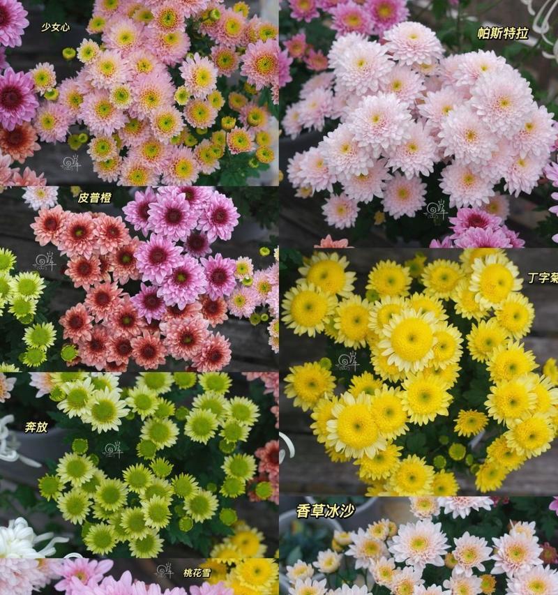 菊花的品种及特点（探秘菊花的丰富多彩）