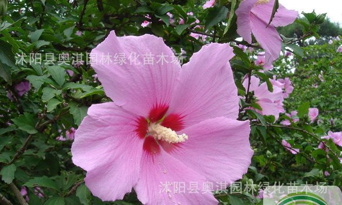 扶桑花的种子及其传播方式（了解扶桑花的繁殖方式，培育美丽花园）