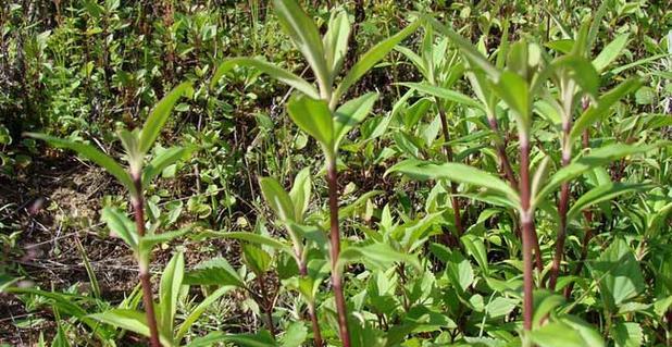 龙胆草的外貌与特征（探秘龙胆草的花朵、叶子、果实与生态环境）