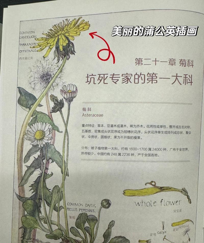 生吃苦菊的好处（探究苦菊的营养价值与保健功能）
