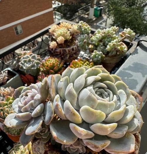 多肉植物能否放在卧室？（适宜的光照、温度和湿度条件以及注意事项）