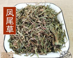 探秘凤尾草的神奇药效（深入了解凤尾草的作用和功效，为你的健康保驾护航）